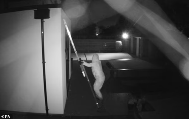 image-249 « Ils n'ont aucune idée de ce à quoi ils s'attaquent » : Plongée au cœur d'une opération sophistiquée menée par un gang criminel étranger ciblant les footballeurs 