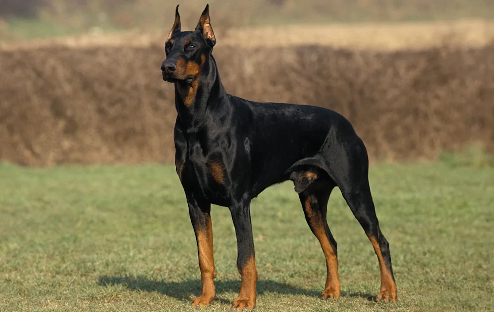 image-667 Une star de Liverpool achète un doberman pour 34 000 euros